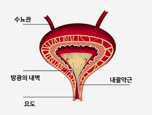 사진 : 여성 방광의 구조